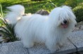 /album/mala-plemena-psu/coton-de-tulear-jpg2/
